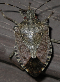 Halyomorpha halys